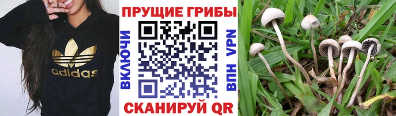 Псилоцибиновые грибы ЛСД  даркнет сайт  МЕГА маркетплейс  Домодедово 