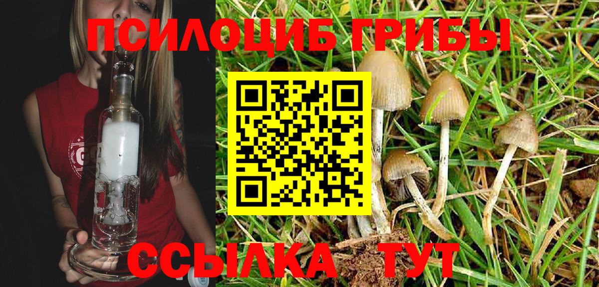 Галлюциногенные грибы Psilocybe Домодедово